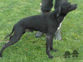Pedigree ARC DES MARES DURAND Pedigree ARC DES MARES DURAND